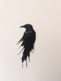 Raven Wall Art